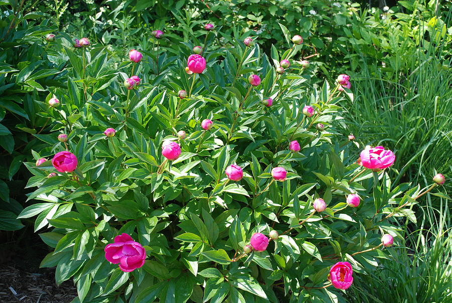 Hybrid Peonies #2 Photograph by Ee Photography