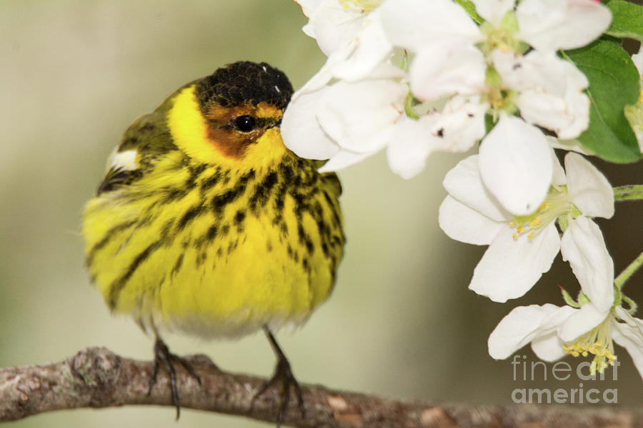 Warbler Photograph - I See You 2 by Gaby Swanson Warbler Photograph - I See You 2 by Gaby Swanson
