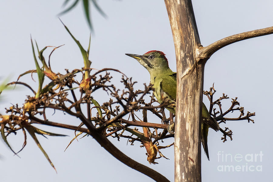 Iberian Green Woodpecker Picus sharpei Costa Ballena Cadiz #2 Photograph by Pablo Avanzini