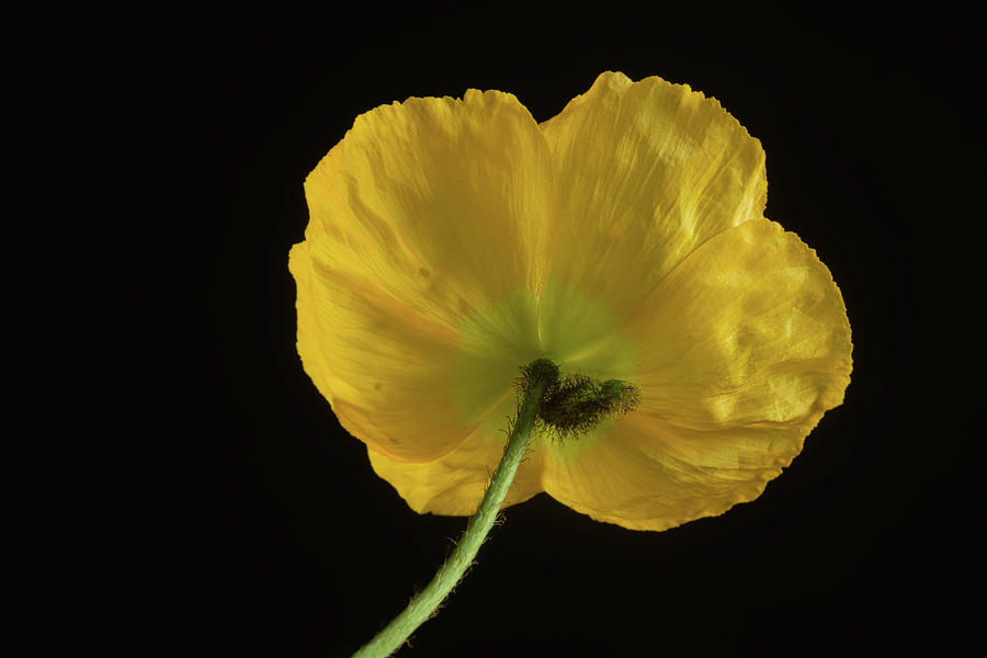 Iceland Poppy 'Champagne Bubbles', Papaver nudicaule Photograph by Bill ...