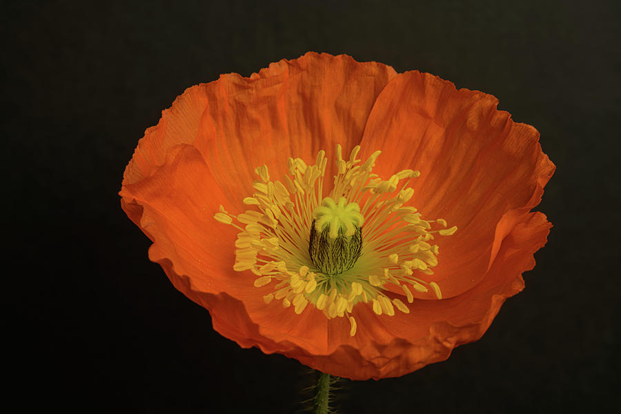 Iceland Poppy Papaver Nudicaule Champagne Bubbles Orange