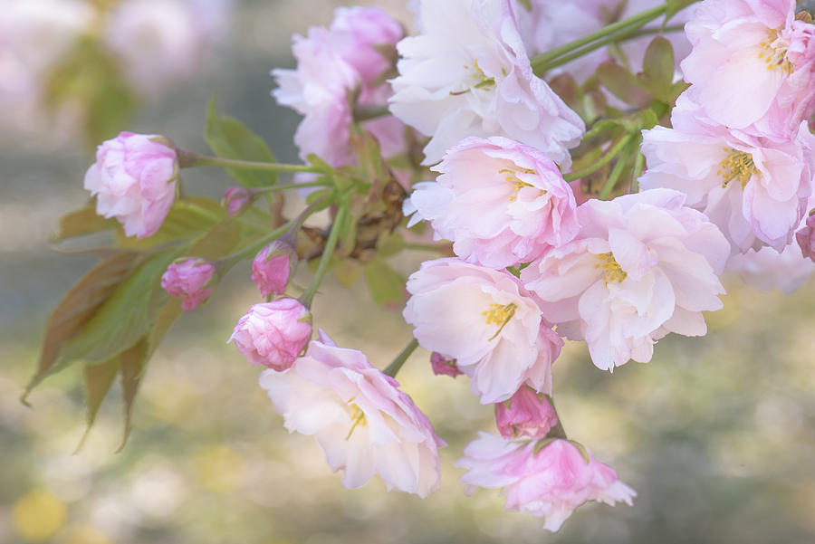 Ichiyo Flowering Cherry #2 Photograph by Sorane-naoko