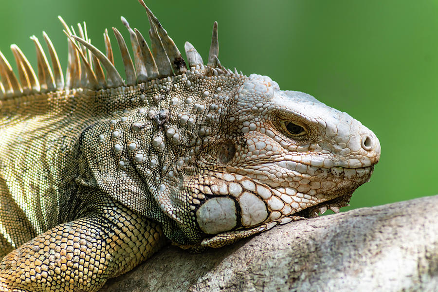 Iguana Photograph by Darian Ryan - Fine Art America