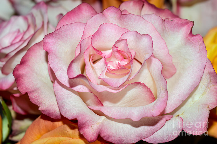 In Full Bloom #2 Photograph by Marie Dudek Brown