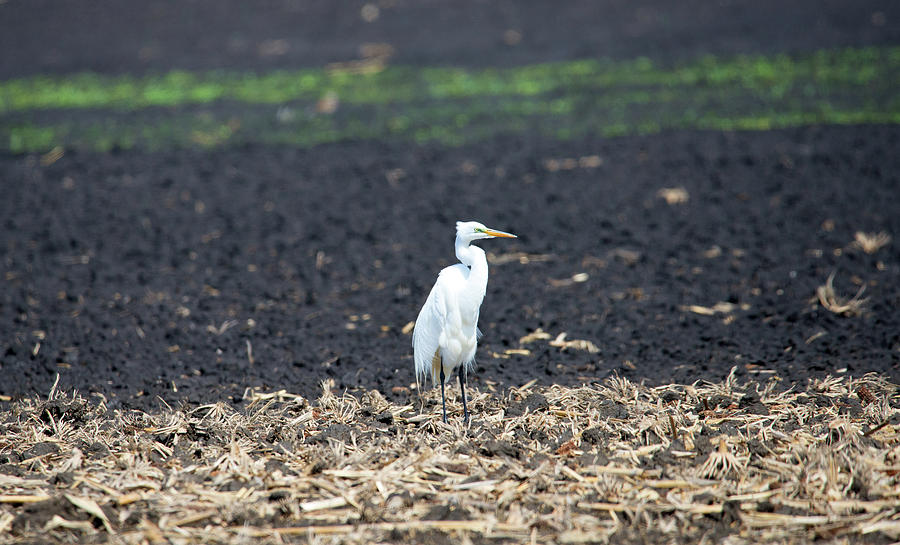 Great White Egret Photograph - In the Field by Linda Kerkau Great White Egret Photograph - In the Field by Linda Kerkau