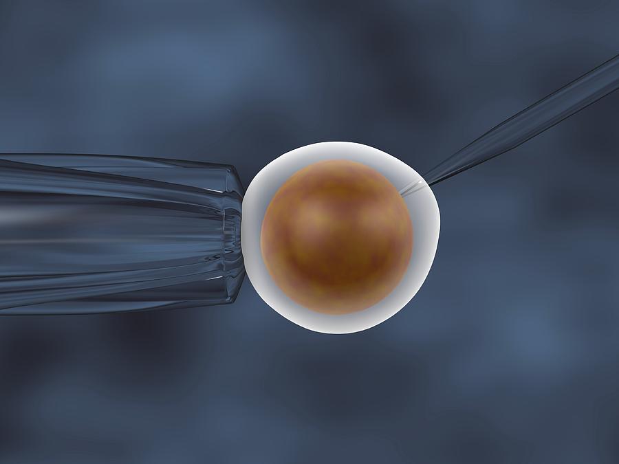 In vitro fertilization. 3D illustration of an in vitro cloning assay #2 Drawing by Callista Images