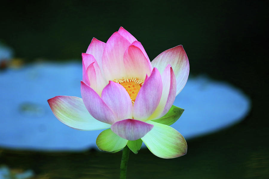 Indian Lotus Flower #2 Photograph by Shixing Wen