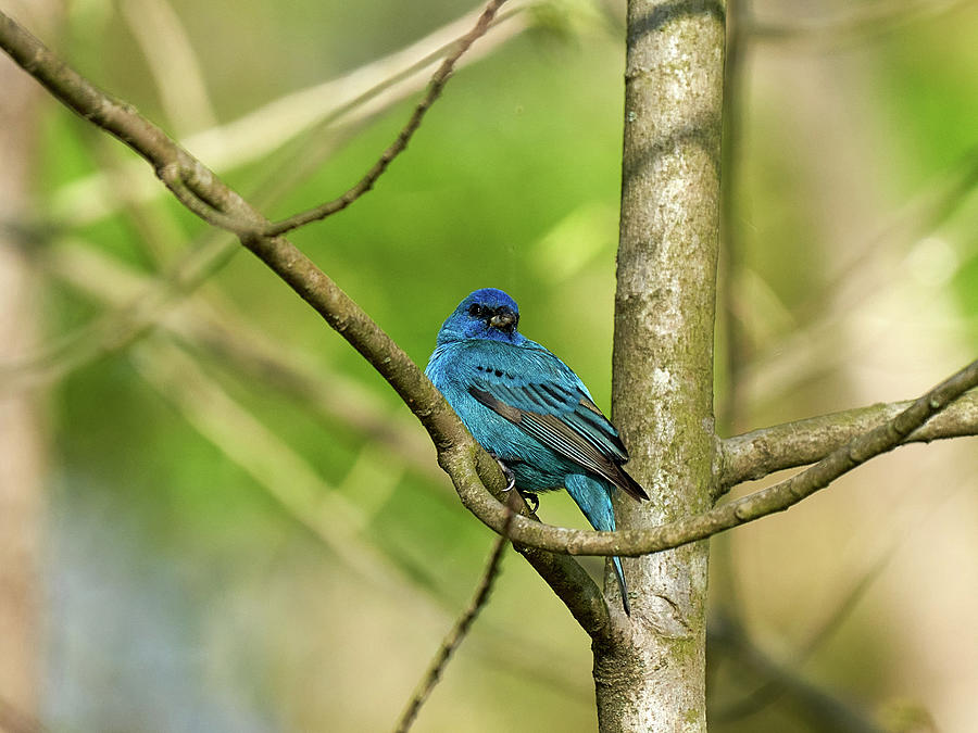 Indigo bunting Photograph by Yuri Chaban - Fine Art America