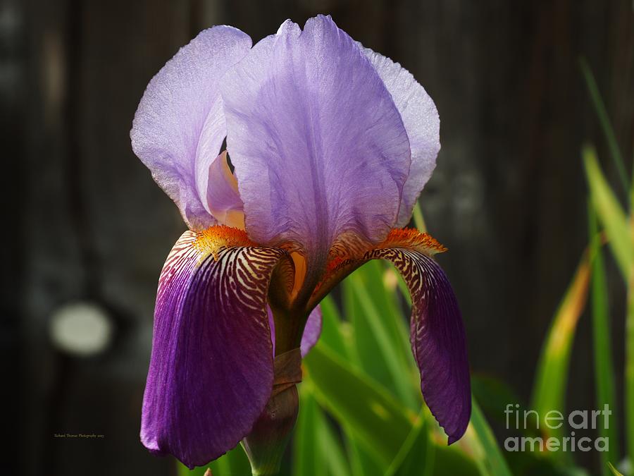 Iris Beauty #2 Photograph by Richard Thomas