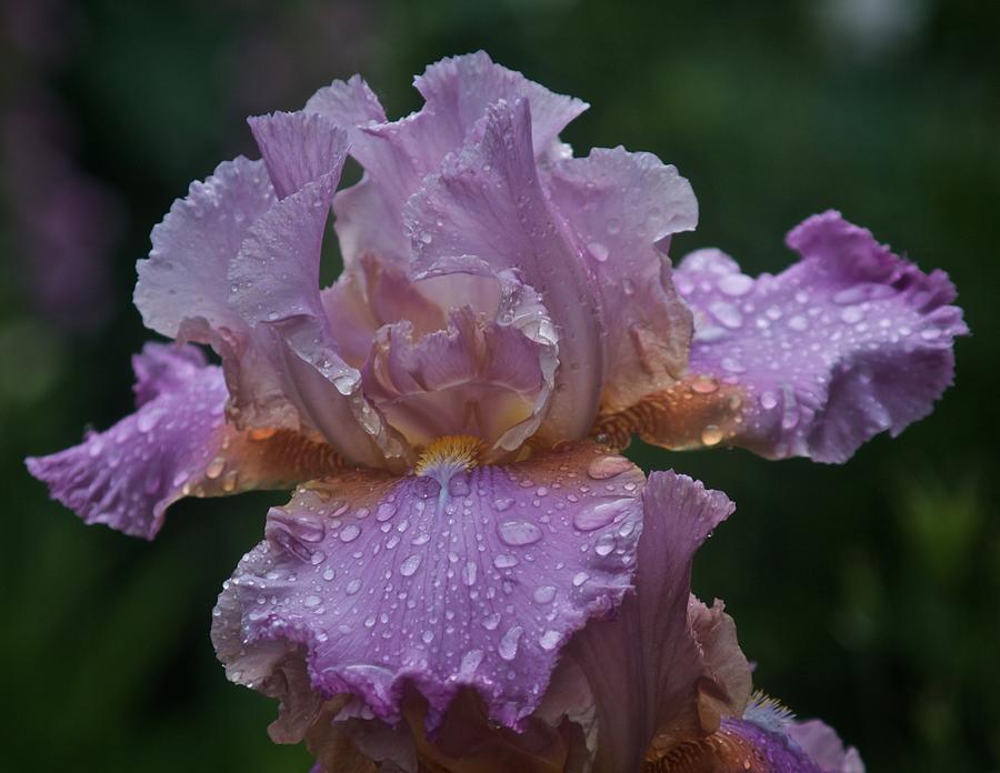 Iris in the Rain #3 Photograph by Richard Cummings
