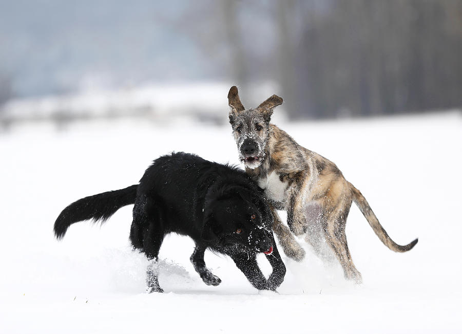 Irish Wolfhound puppy and black mongrel playing together on snow-covered meadow #2 Photograph by Westend61