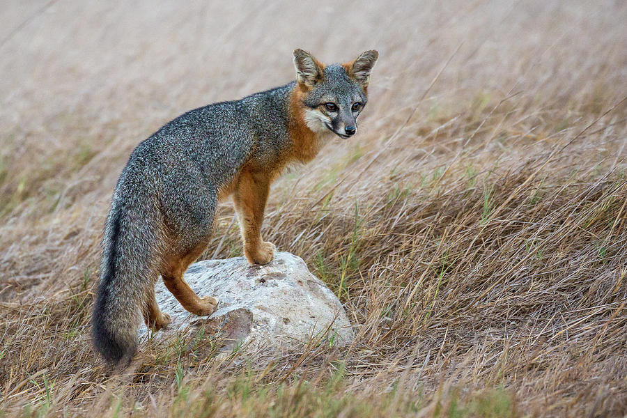 Island Fox - Channel Islands National Park Photograph by Patrick Barron