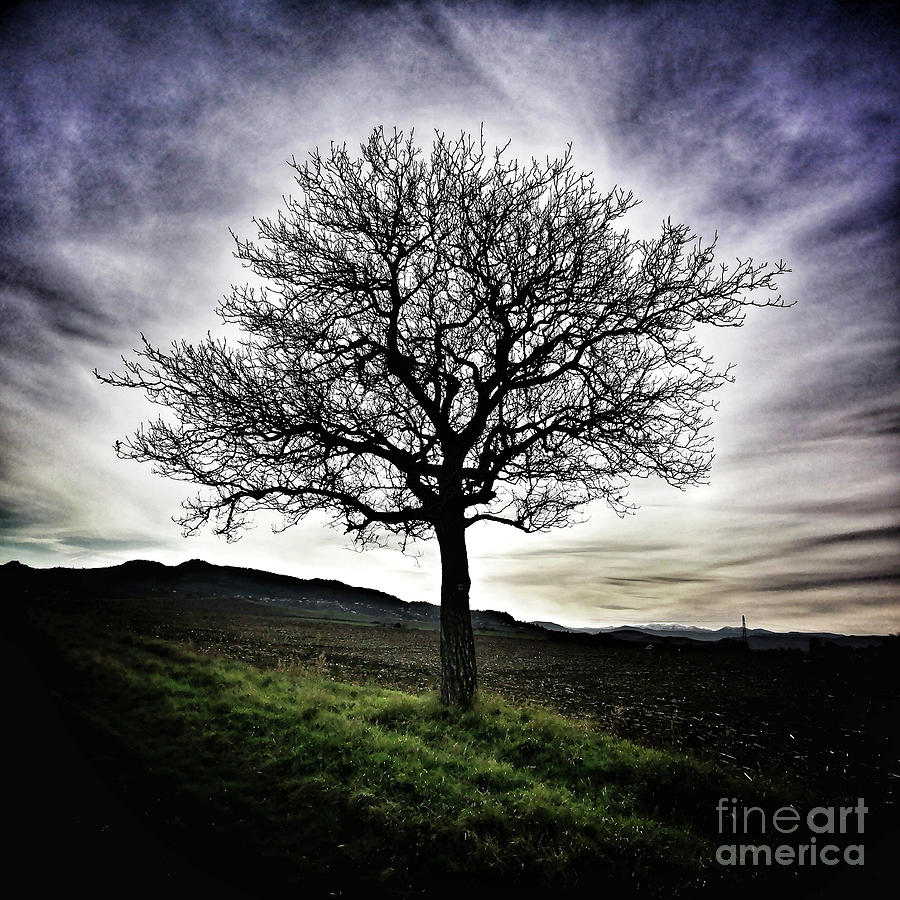 Winter Photograph - Isolated tree #2 by Bernard Jaubert