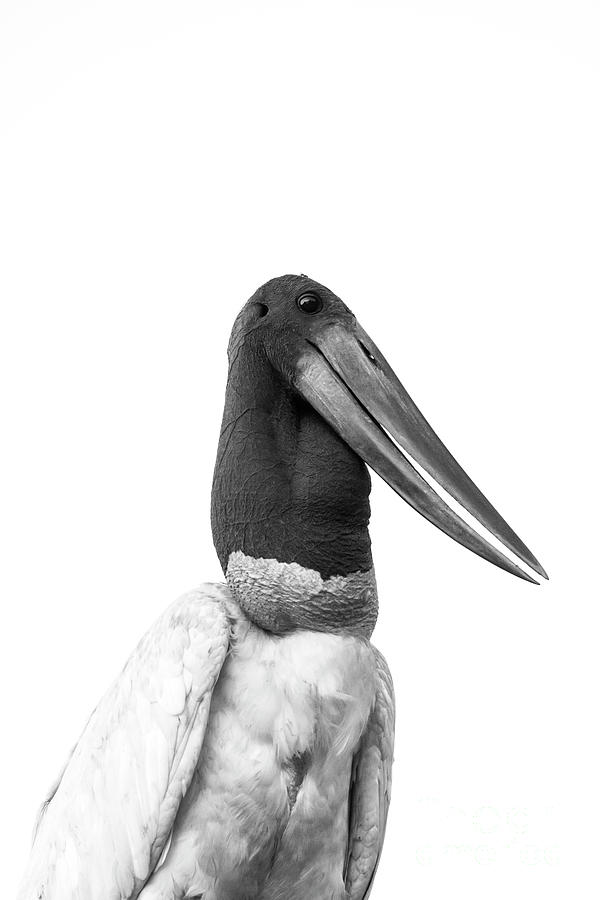 Jabiru Stork #2 Photograph by Patrick Nowotny