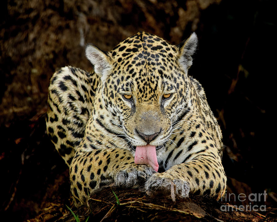 Jaguar #2 Photograph by Patrick Nowotny