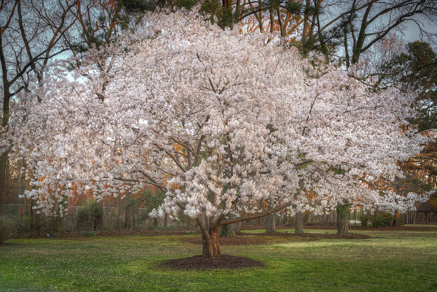 Japanese Cherry Tree #2 Photograph by Jerry Gammon