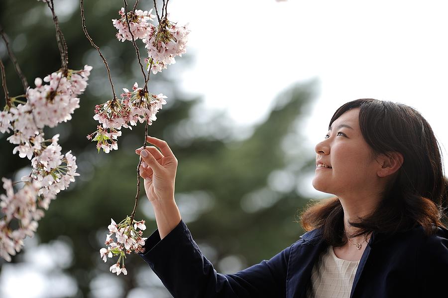 Japanese enjoy the last day of cherry blossom Photograph by Anadolu Agency Japanese enjoy the last day of cherry blossom Photograph by Anadolu Agency