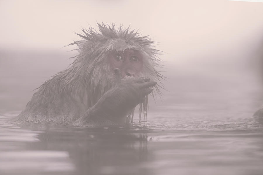 Japanese macaque #2 Photograph by Kiran Joshi
