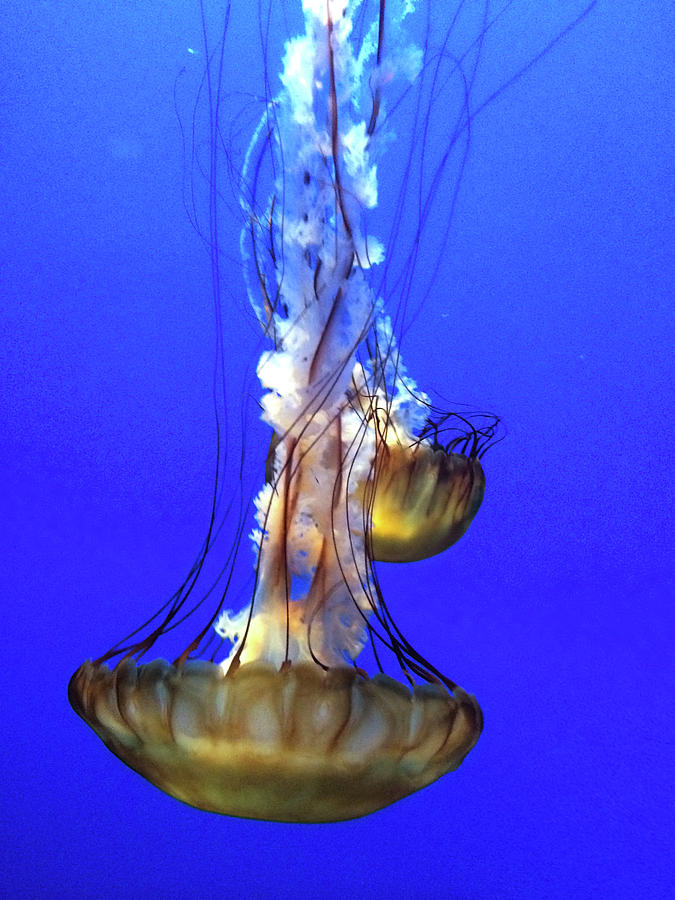 2 Jellyfish Photograph by Linda Sannuti