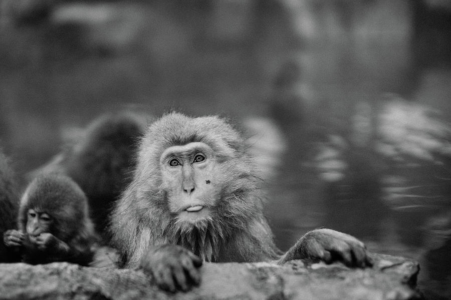  Jigokudani Monkey Park, Nagano, Japan Photograph by Eugene Nikiforov
