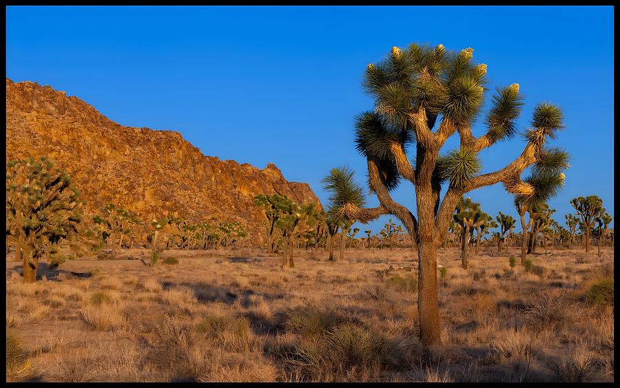 Joshua Tree National Park Digital Art by Celestina Paul Fine Art America