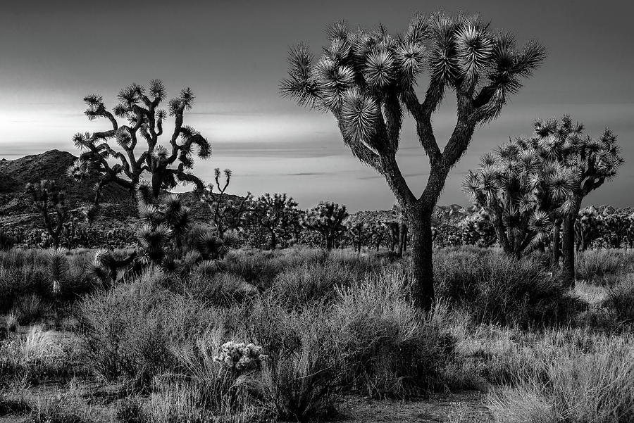 Joshua Trees at Dusk - Black and White Photograph by Eric Albright