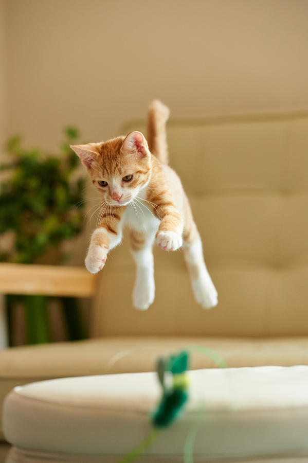 Jumping Ginger Kitten #2 Photograph by Akimasa Harada