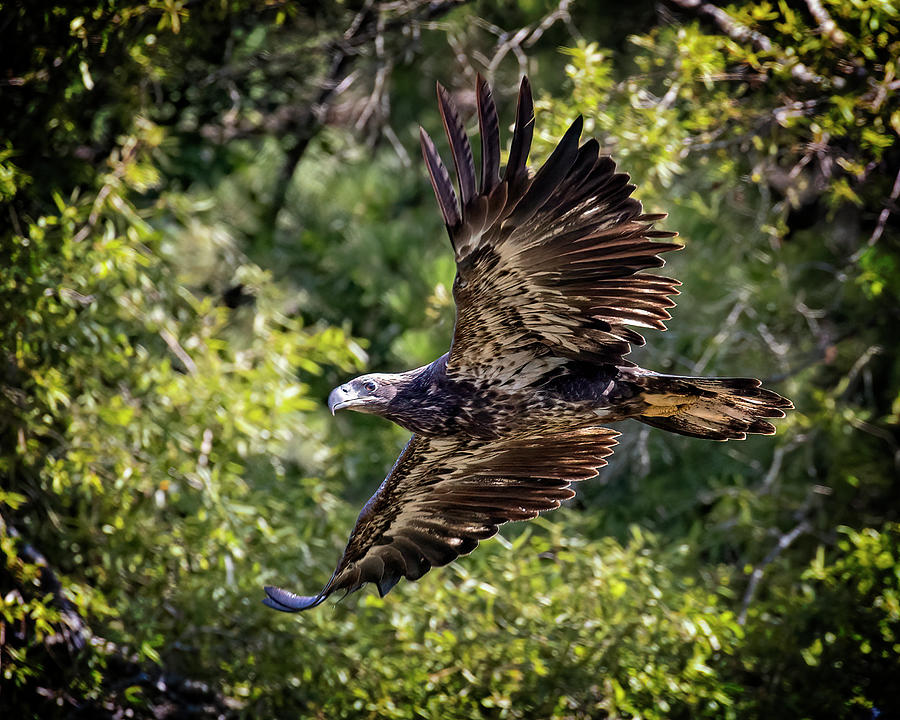 Juvenile Bald Eagle #2 Photograph by Alan Raasch