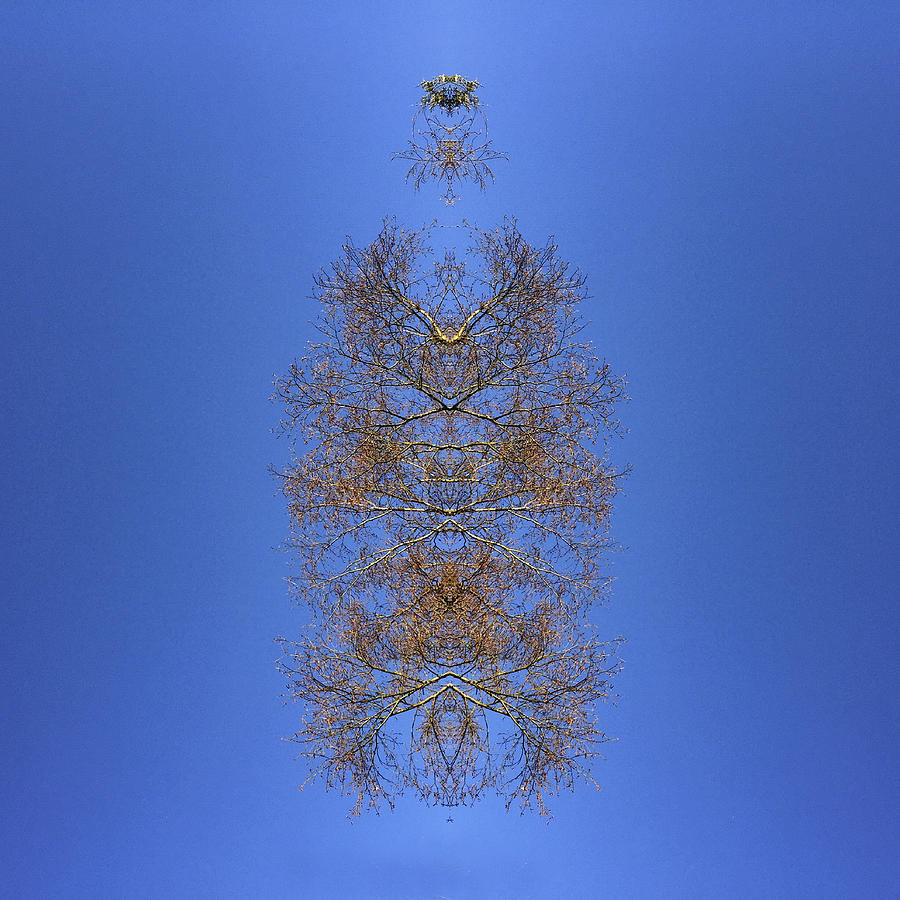 Kaleidoscopic Image of Winter Tree branches #2 Photograph by Mike Hill