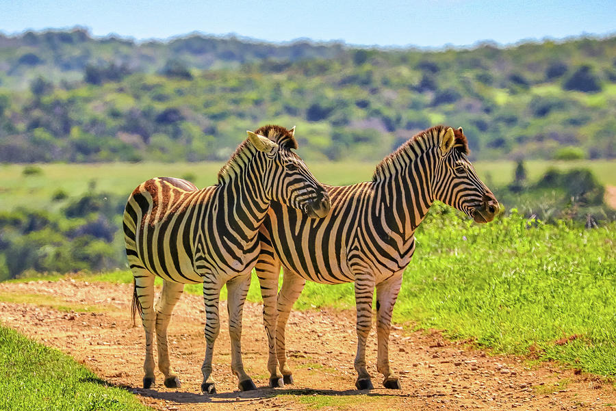 Kariega Game Reserve South Africa #2 Photograph by Paul James Bannerman