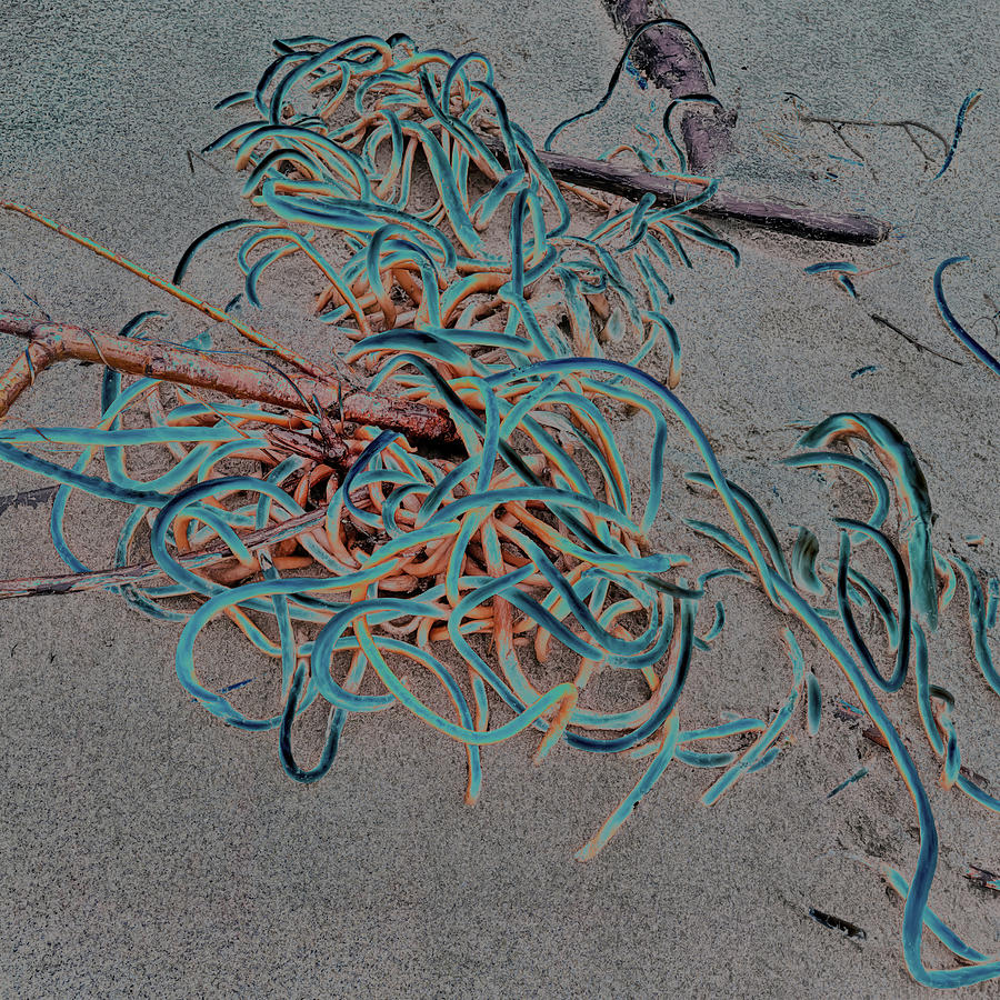 Kelp Washed Up On The Beach #2 Digital Art by Bruce Block