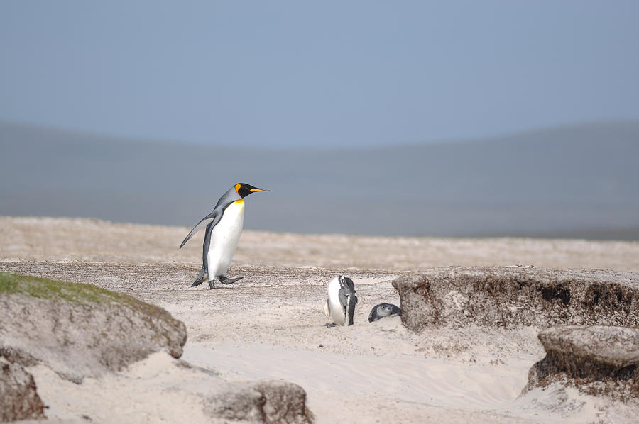King Penguin, Volunteer Point, East Falkland, Falkland Islands. #2 Photograph by Paul Grace Photography Somersham