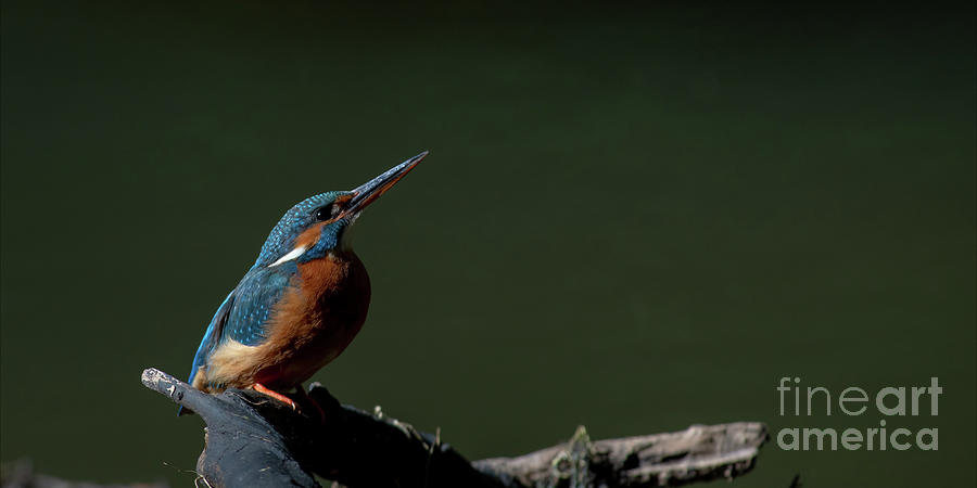 Kingfisher #2 Photograph by Jorgen Norgaard