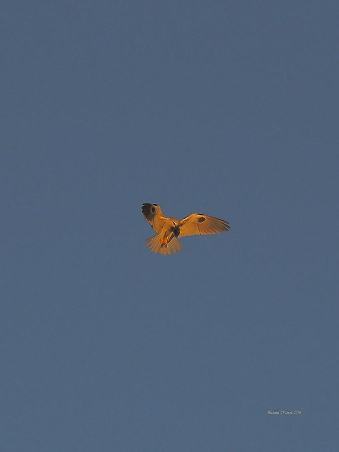 Kite Hovering #2 Photograph by Richard Thomas