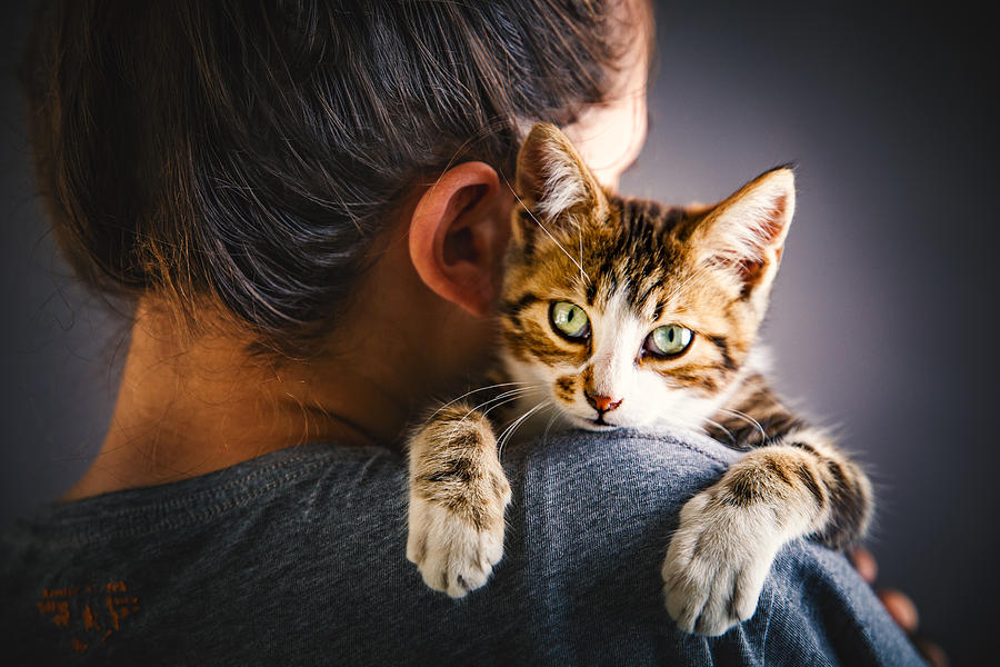 Kitten and the owner #2 Photograph by Pavlina Popovska