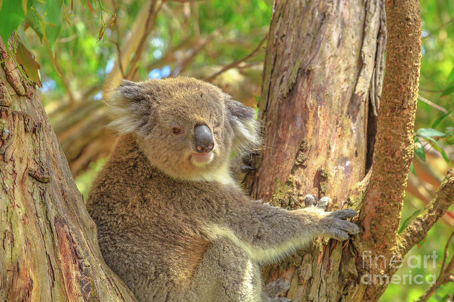 Koala Phillip Island #2 Photograph by Benny Marty