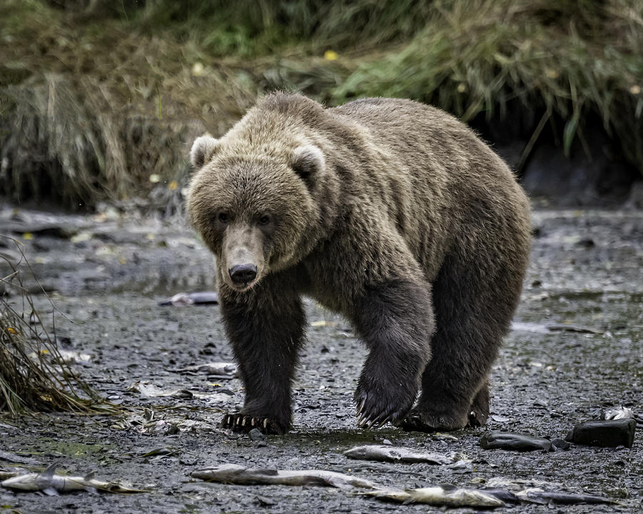 Kodiak Grizzly Bears #2 Photograph by Laura Hedien