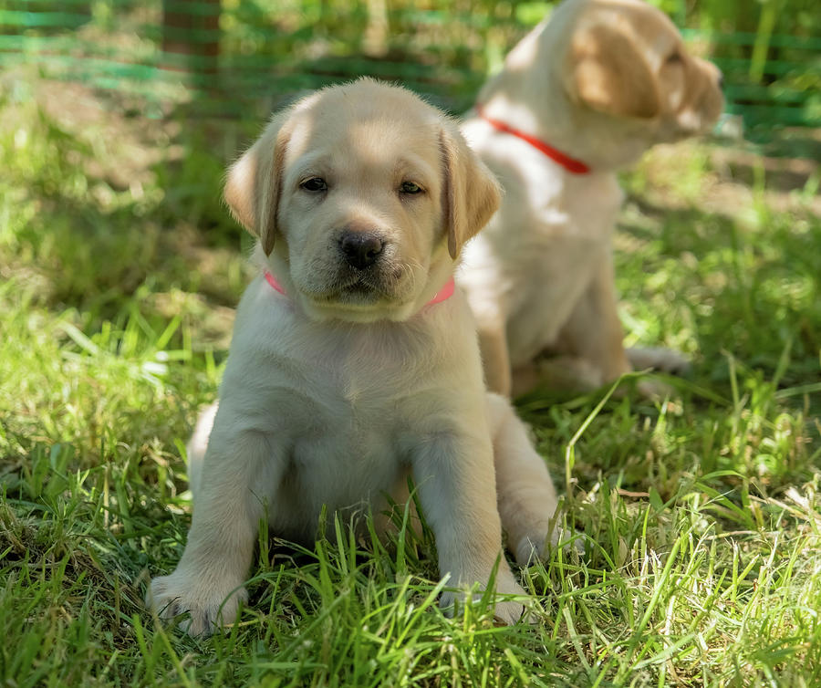 Labrador puppy in green grass #2 Photograph by Mikhail Kokhanchikov