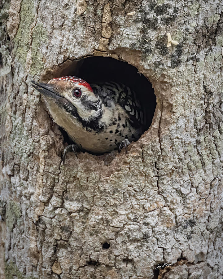 Ladder-backed Woodpecker #2 Photograph by Jurgen Lorenzen