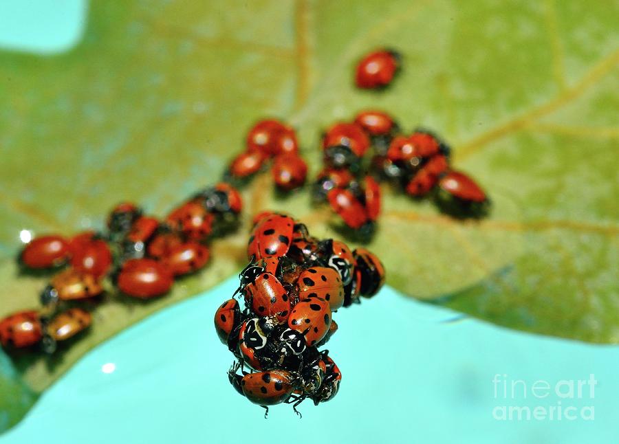 Lady Bug #2 Photograph by Marc Bittan