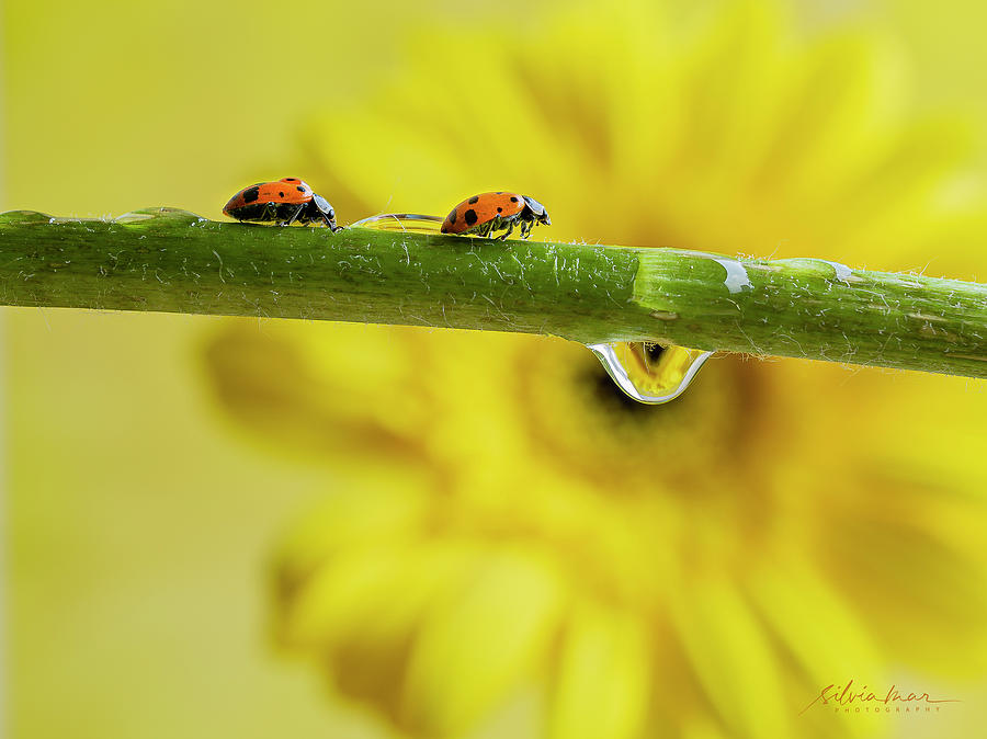 2 Ladybugs Photograph by Silvia Marcoschamer