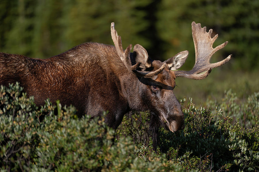 Lake Brainard Bull Moose Photograph by Gary Langley - Fine Art America