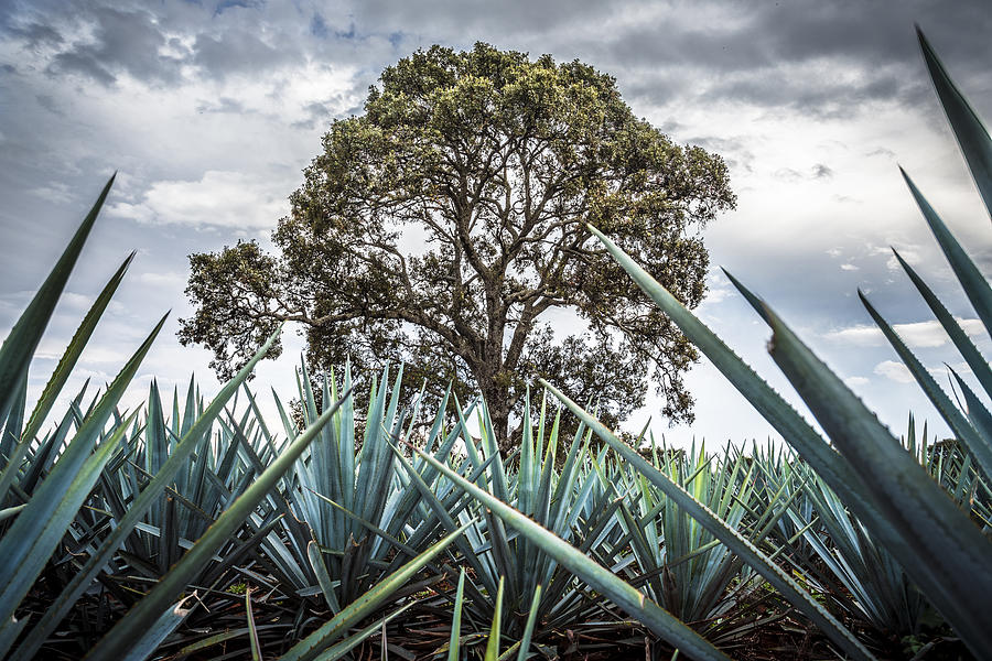 Landscape blue agave in Jesus Maria, Jalisco #2 Photograph by Showing the world ..