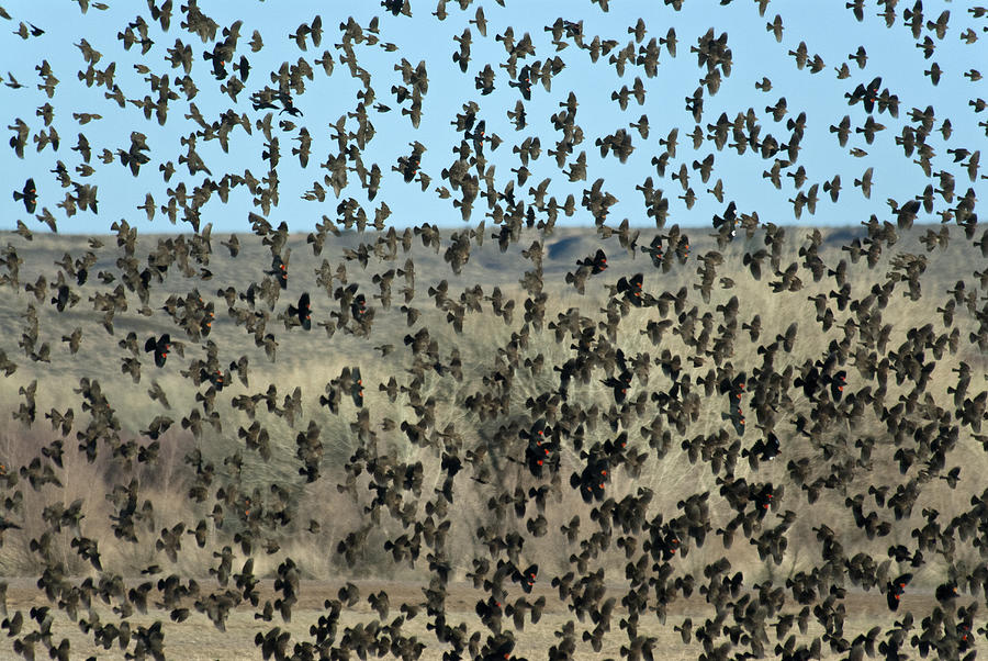 Large Flock of Blackbirds and Cowbirds #2 Photograph by Mark Newman