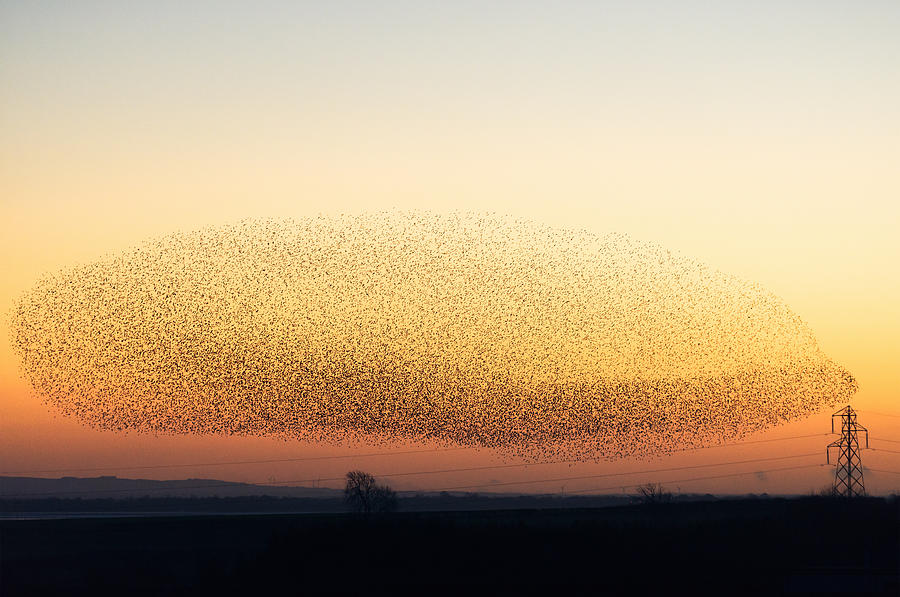 Large murmuration of starlings at dusk #2 Photograph by Georgeclerk
