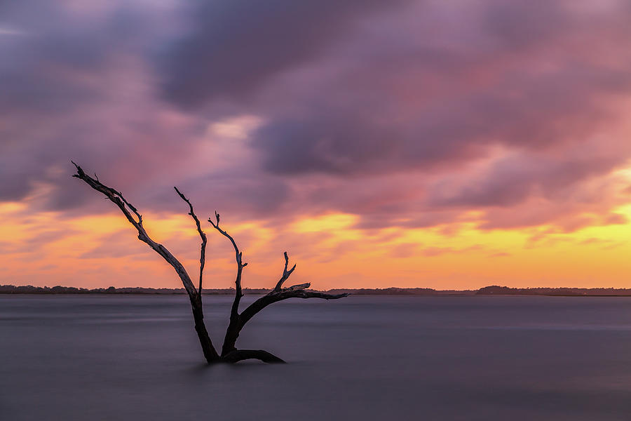 Last standing tree on Folly Beach #2 Photograph by Stefan Mazzola