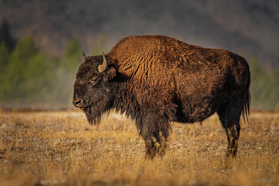 Lone Bison Photograph by Andy Lay - Fine Art America