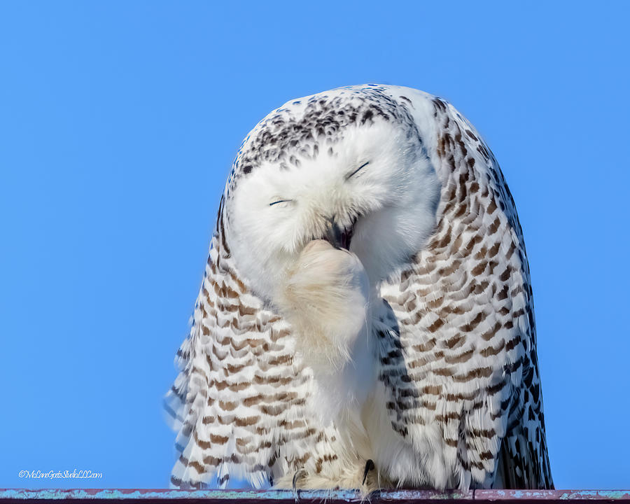 Laughing Snowy Owl Photograph