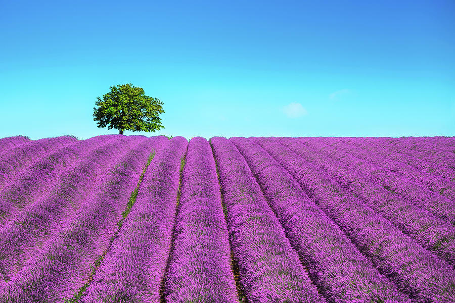 Lavender and lonely tree uphill. Provence, France #2 Photograph by Stefano Orazzini