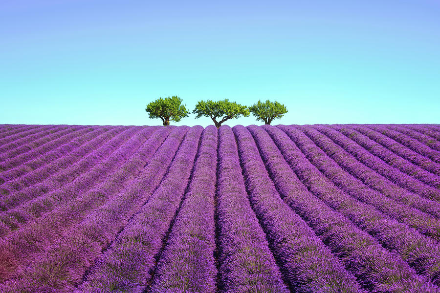 Lavender and trees uphill. Provence, France #2 Photograph by Stefano Orazzini